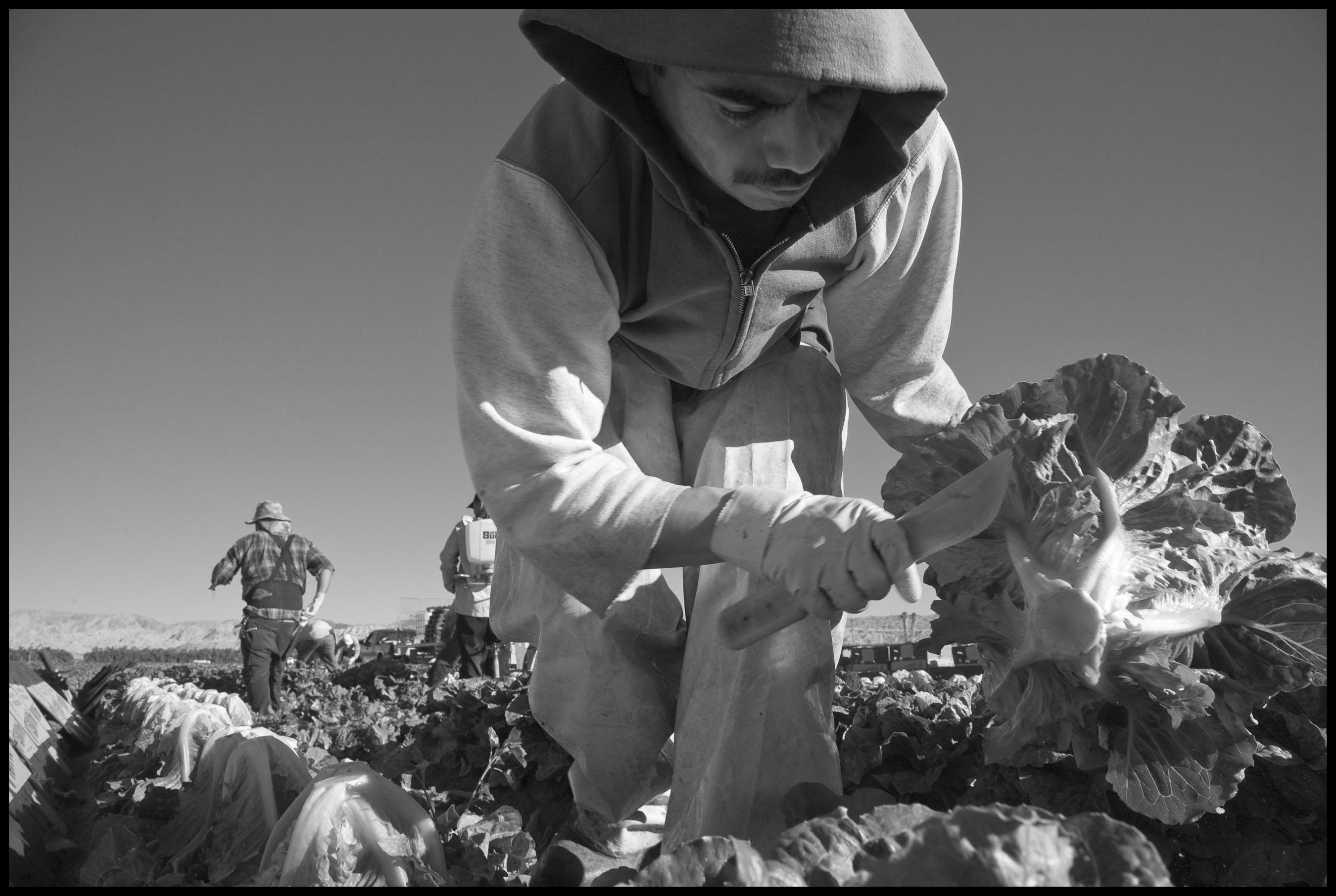 America S Farmworkers Now Essential But Denied The Just Enacted Benefits The American Prospect