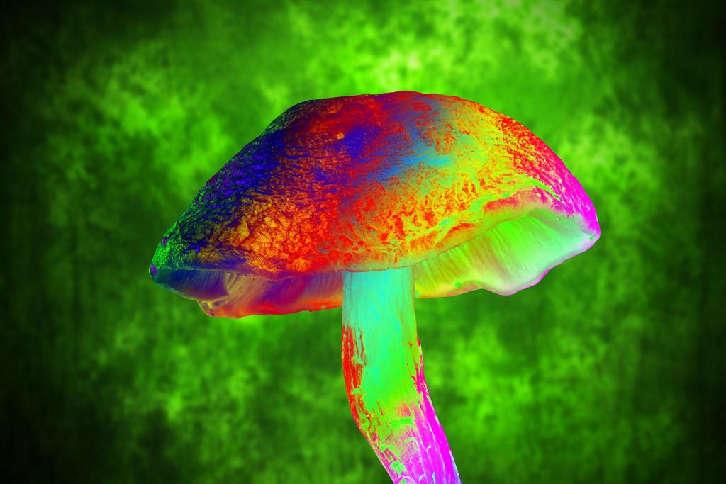 Flying Saucers Mushroom