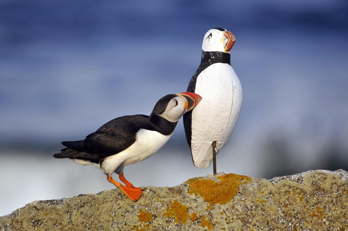 A world without puffins? The uncertain fate of the much-loved