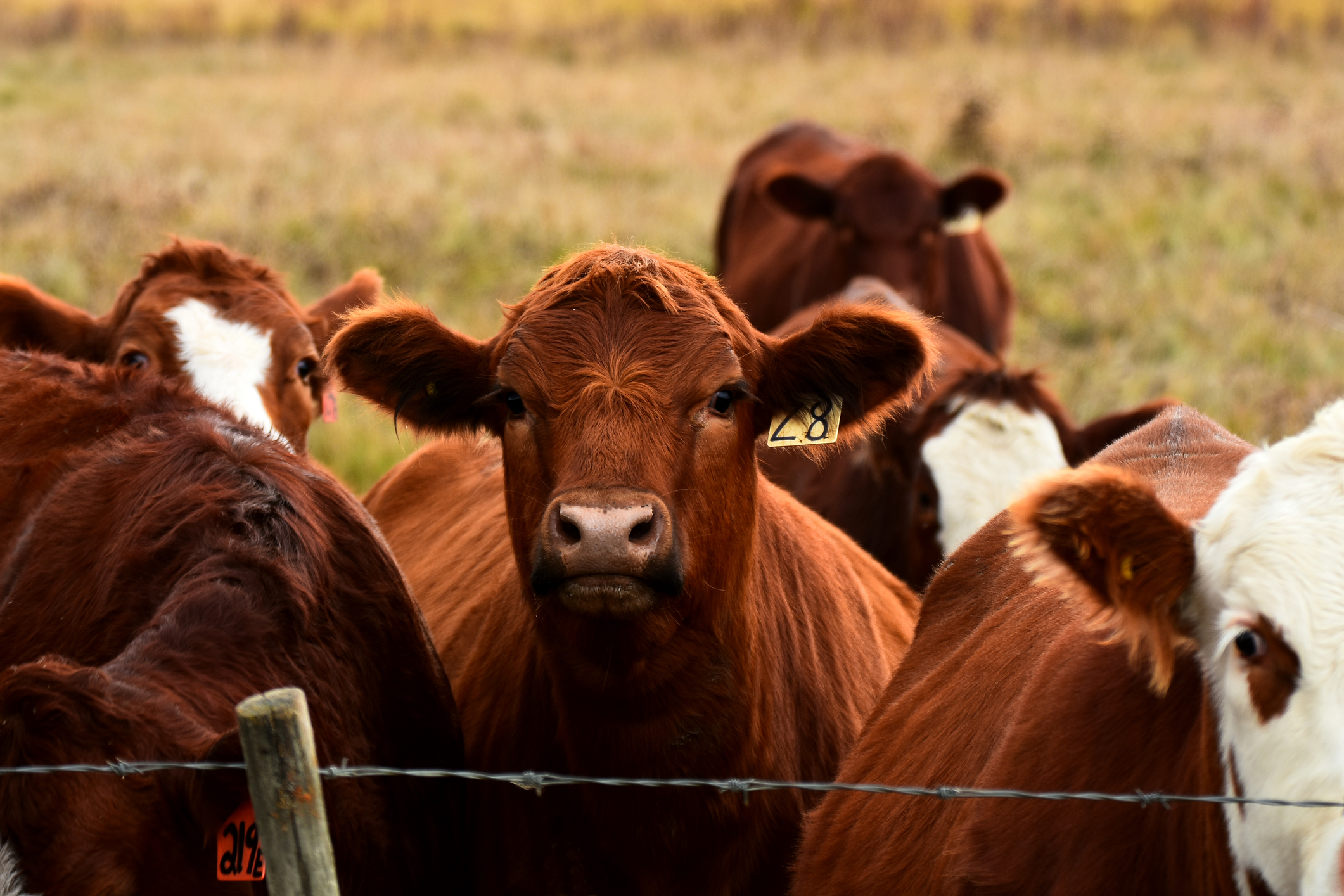 Organized Money: How Trump Lost Cattle Ranchers - The American Prospect